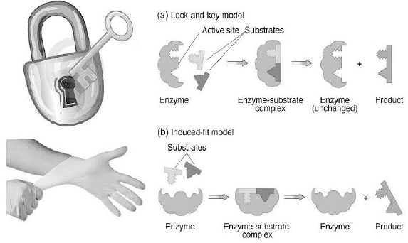 Two models for the 'lock and key' analogy in proteomics. DOI: http://dx.doi.org/10.7323/ijaet/v7_iss3